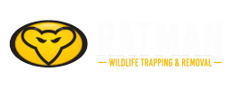 Ratman Wildlife
