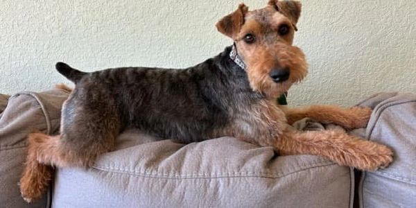 Welsh Terrier relaxing