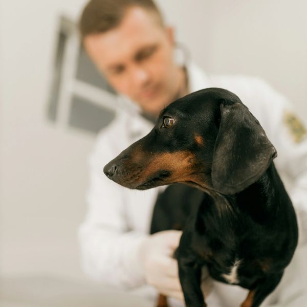 Dachshund being examined by a veterinarian.