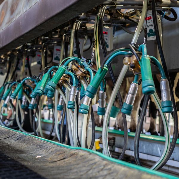 Milking machine cluster at dairy farm.