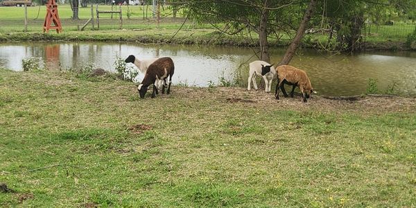 Three sheep grazing by a pond in a grassy field.