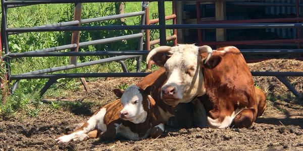 A cow and her calf resting together in a fenced area under sunlight.