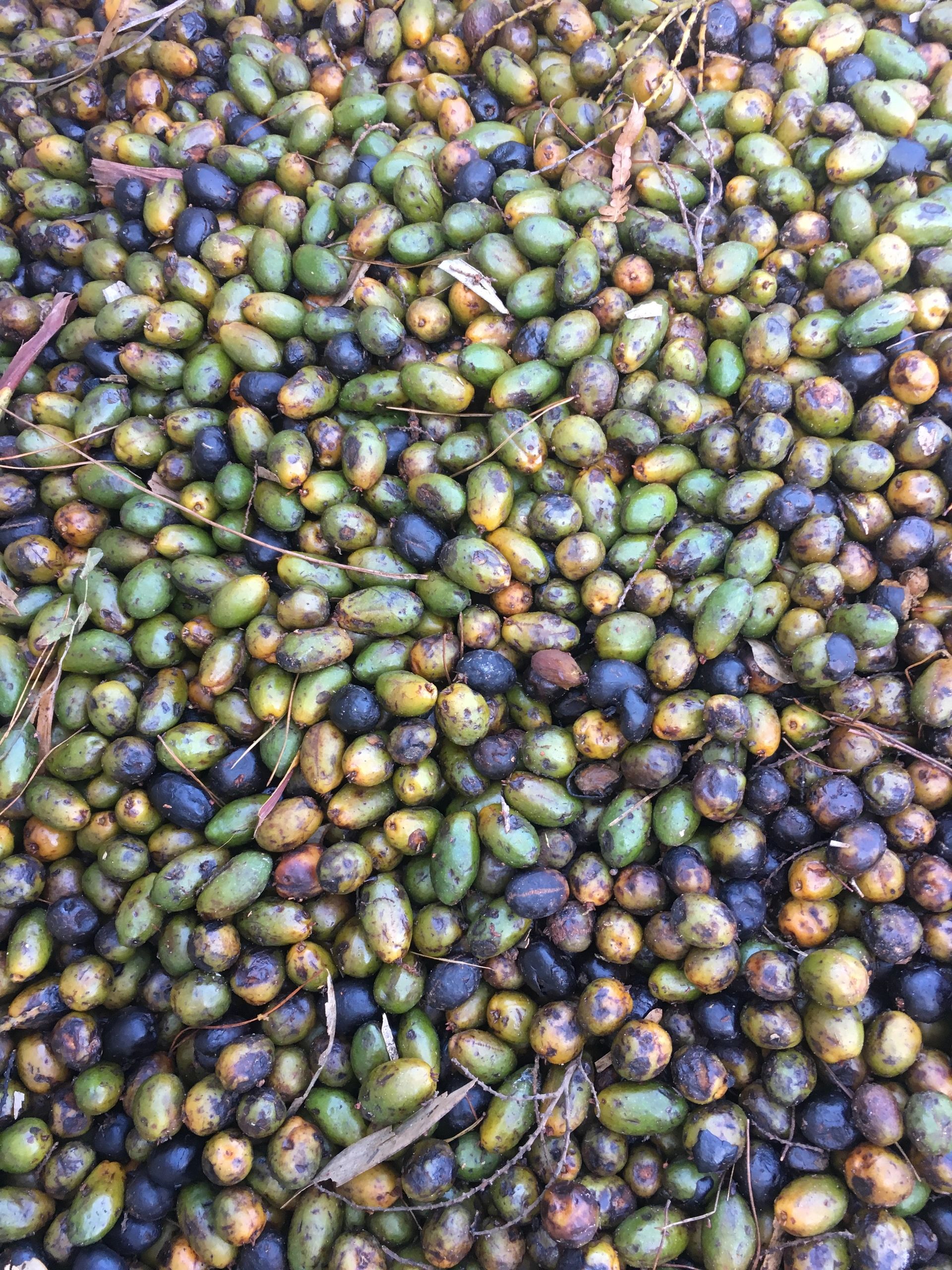 Saw Palmetto Market LLC Saw Palmetto Berrie, Palmetto Harvesting