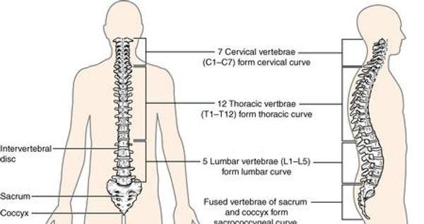 Diagram showing human spine curvatures and vertebrae divisions.