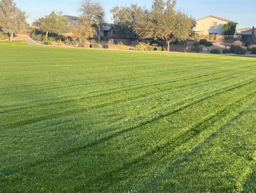 Well-maintained green grass field with long shadows and trees in the background.