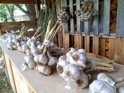 Bundles of garlic neatly arranged on a wooden table.