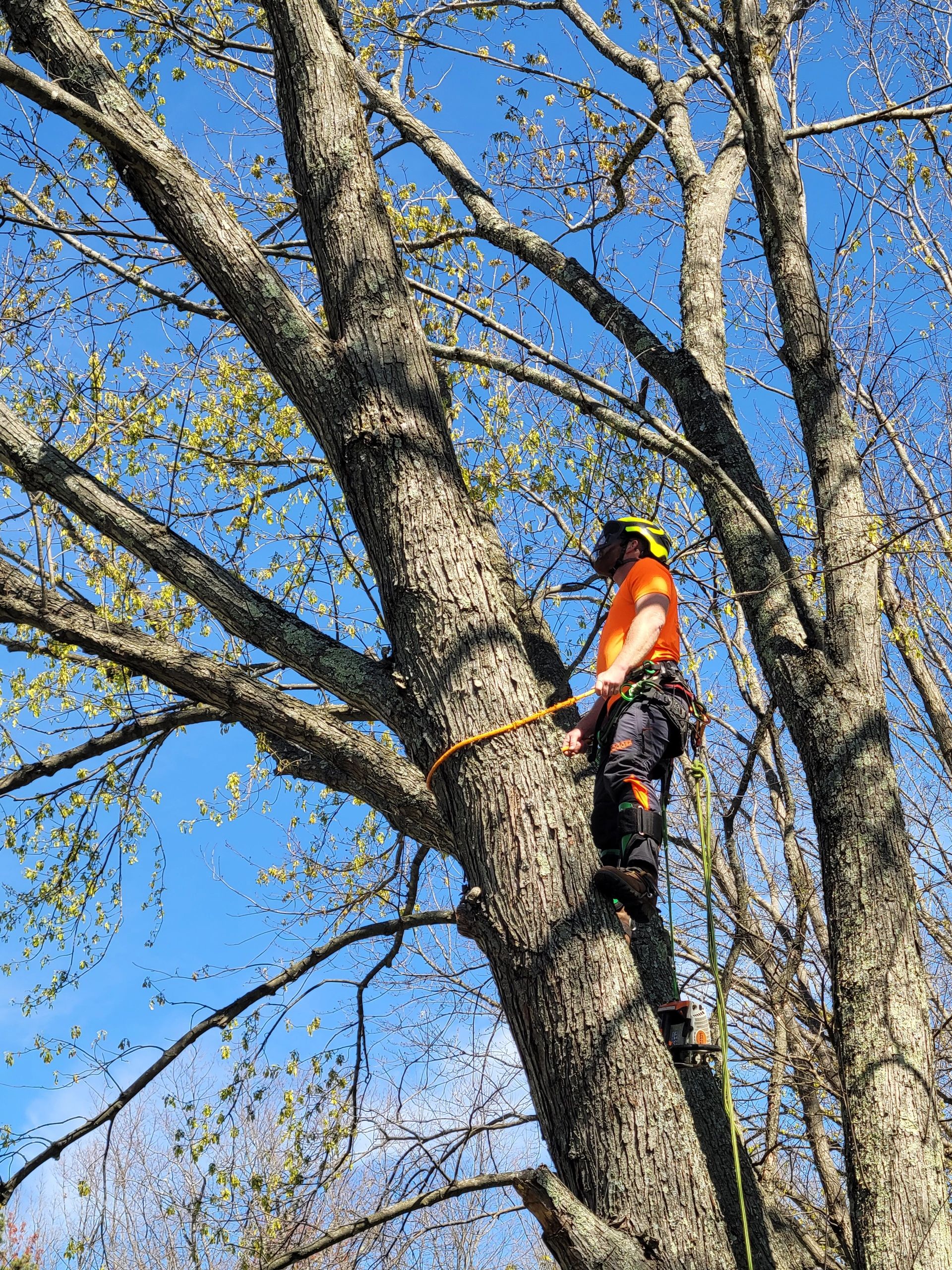 Davis Tree Surgeons Tree Service, Tree Removal, Tree Specialist