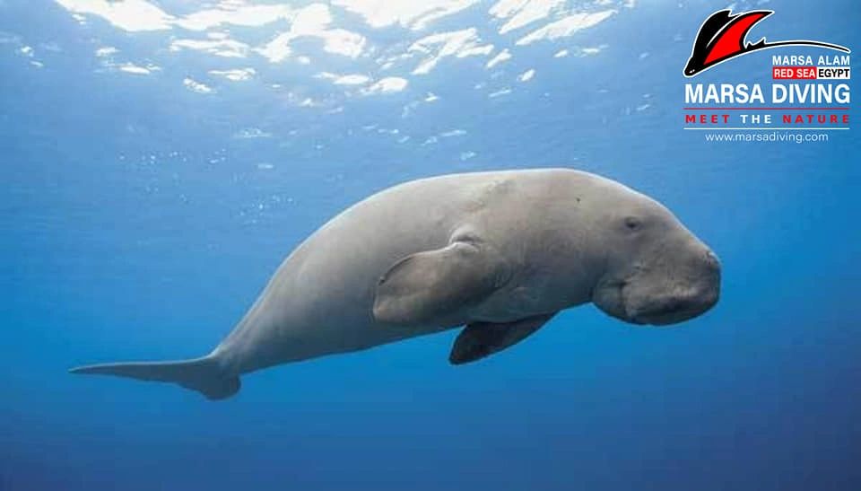 DUGONG