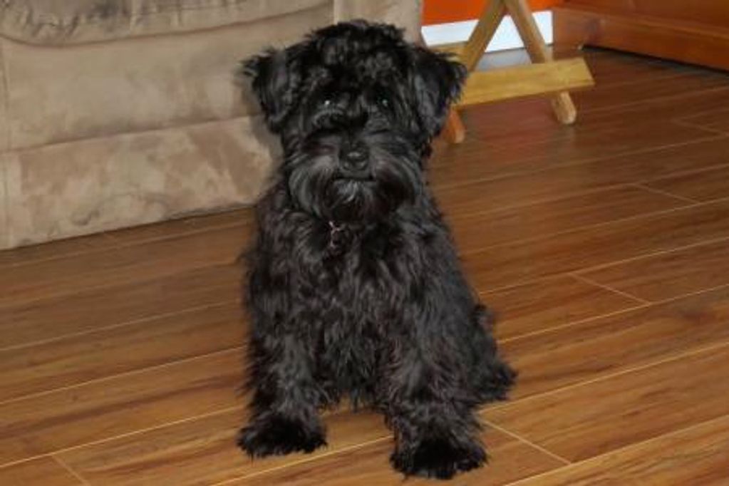 Orton hot sale noble schnauzers