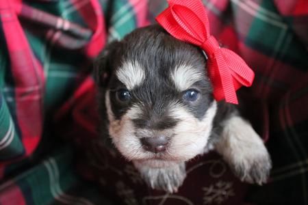 The Miniature Schnauzer is a small, energetic dog breed that originated in Germany in the late 19th 