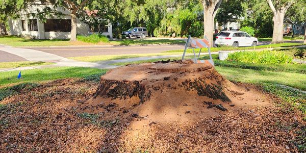 Large tree stump, on the corner of a street intersection, cut flush to ground level after removal.