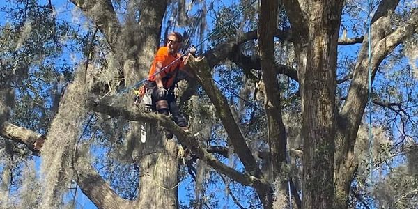 Arborist tree climber out on the branch of a tree preparing to make a pruning cut
