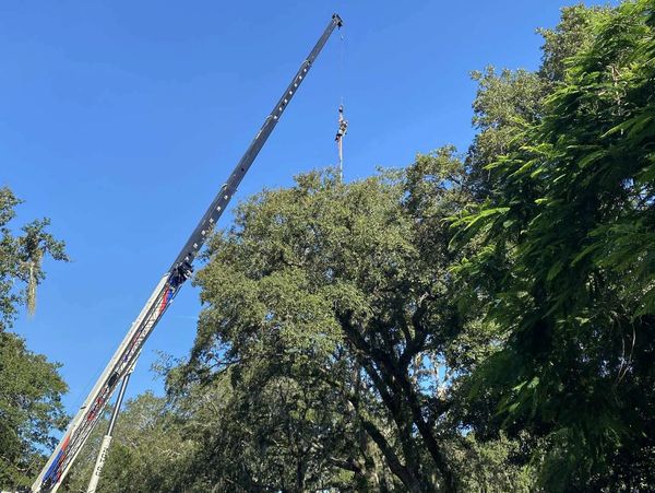 Tree climber on a 60 ton crane, getting lowered into a tree for removal