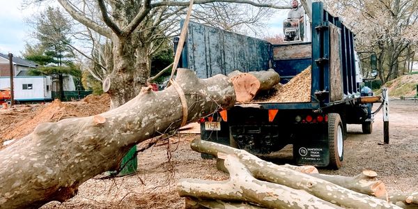 Midland Lawn & Tree Removal Services.   