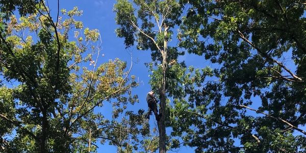 Midland Lawn & Tree Removal Services