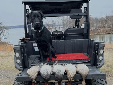 Black dog sitting on a vehicle with five hunted ducks.