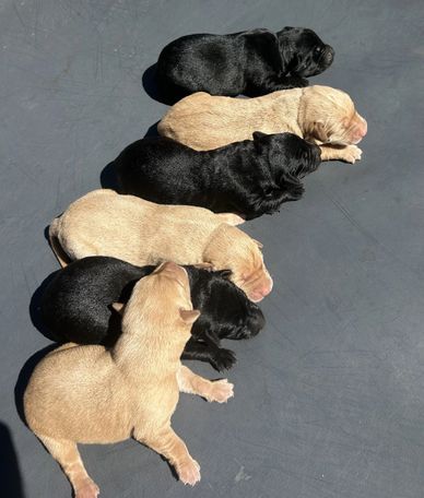 Seven newborn puppies lying closely together.