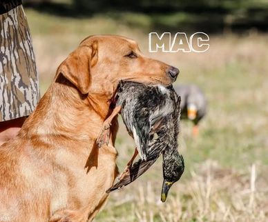 Hunting dog holding a duck in its mouth.