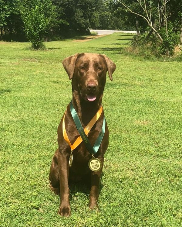Chocolate labrador with two medals sitting on grass.