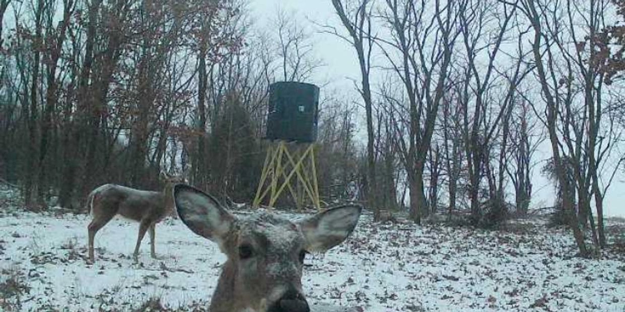 Two deer in a snowy forest near a hunting stand.