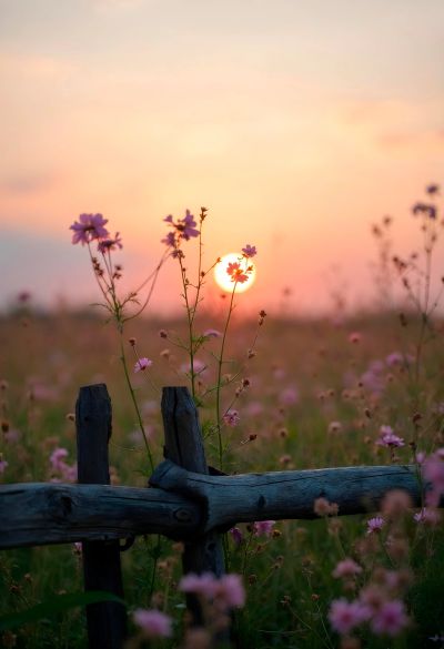 Wildflowers bloom near a rustic wooden fence at sunset.