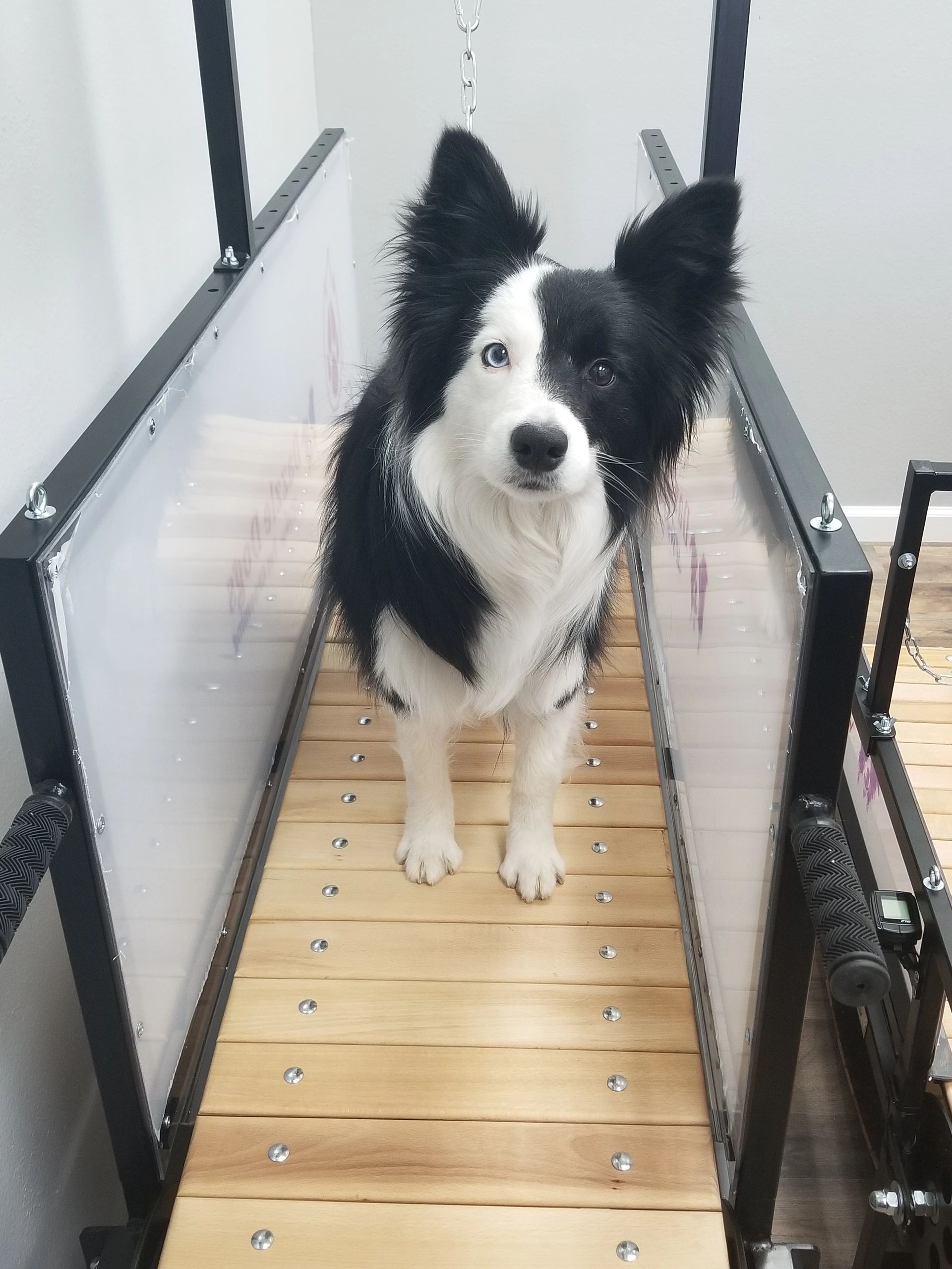 Treadmills (slat mills) for dogs, Dogmills