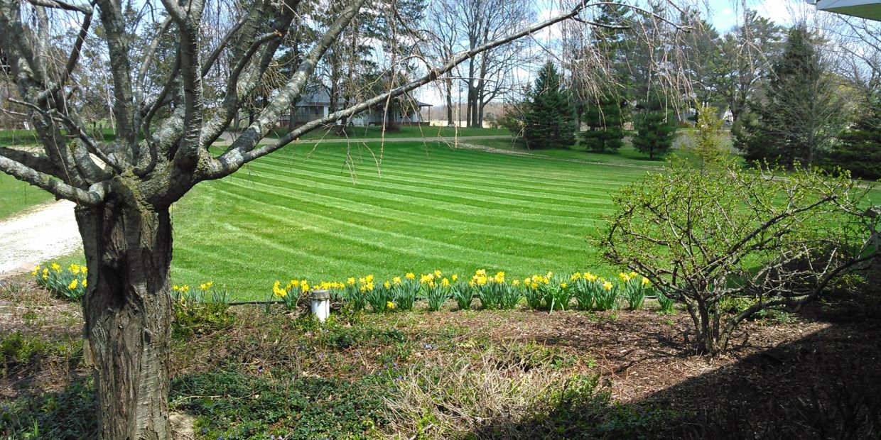 Striped green lawn with daffodils and trees.