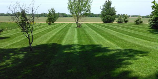 Well-manicured lawn with trees and shadows.