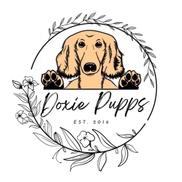 Doxie_pupps