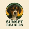 Sunset Beagles