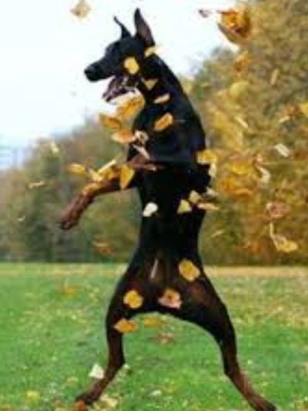 A gorgeous Doberman playing in the leaves
