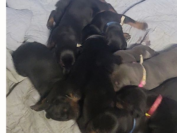Our 2023 CKC litter of Doberman puppies