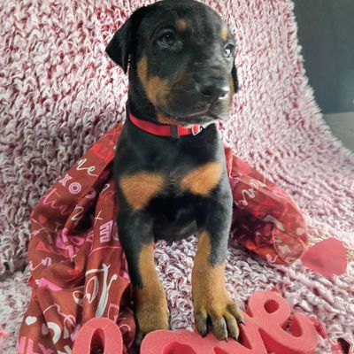 Weekly photo shoot of our Doberman Pinscher Puppies #valentines💕