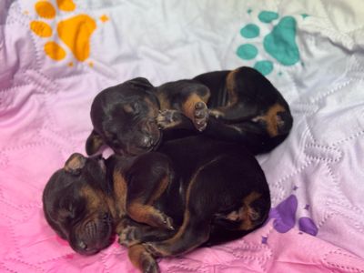 💕😍Doberman Puppies 👶 📸 🥜 Gang 11/24 ❣️❣️miss out 👩‍💻 to ➕☝️ of #NorthwoodsDobermans 👀 for 🏡