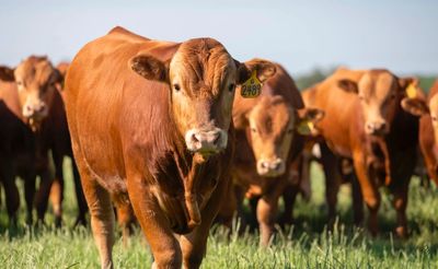 Akaushi Wagyu 
Also known as the brown Japanese cow.
