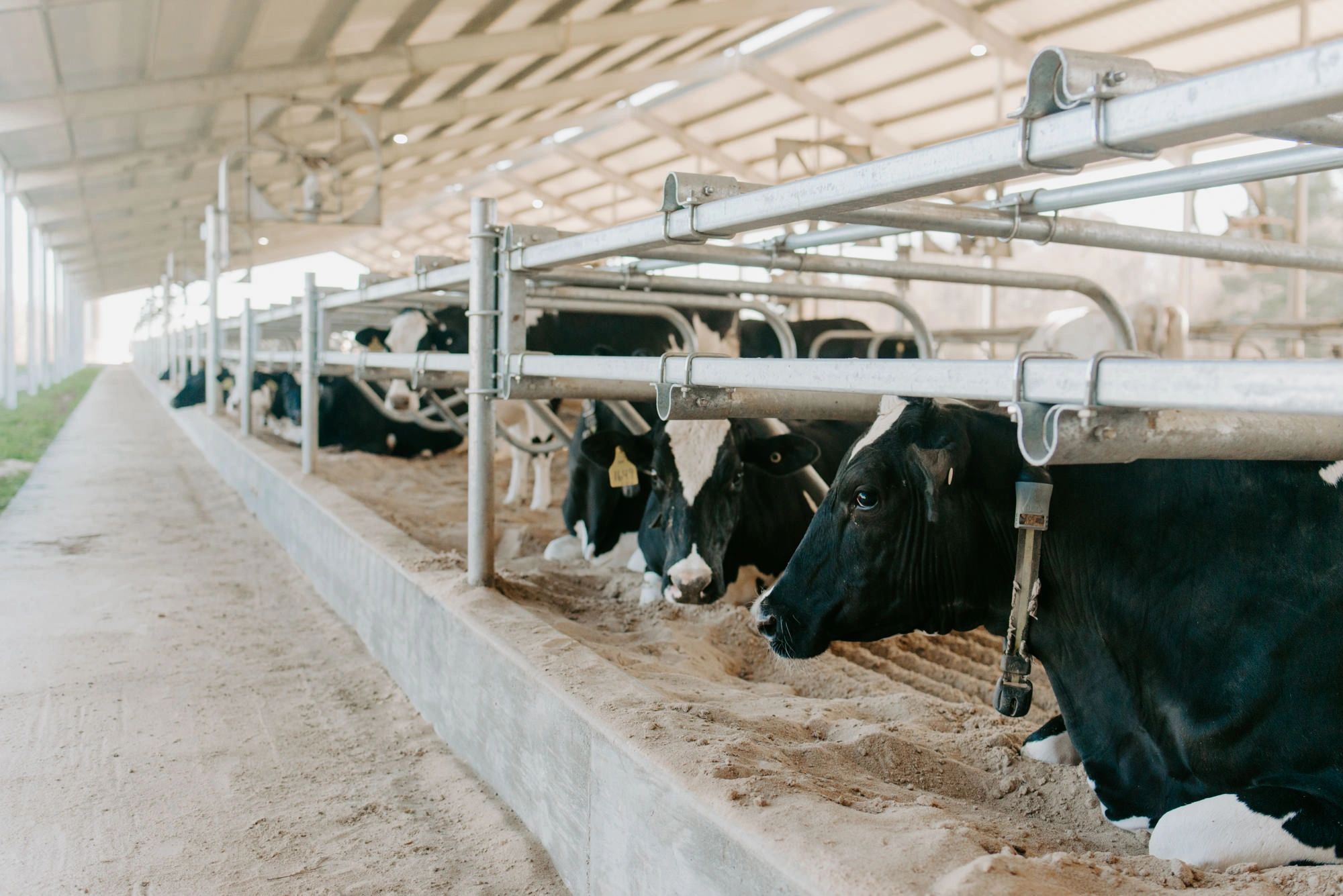 Hickory hill milk low temp pasteurized and non homogenized milk