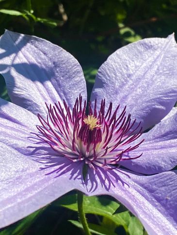 Purple Flower 