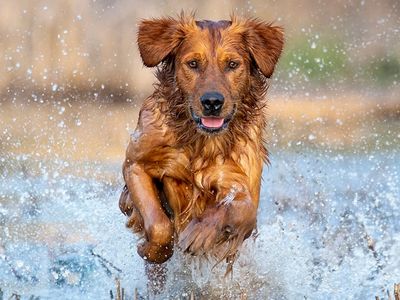 Golden retriever joyfully splashing through water.