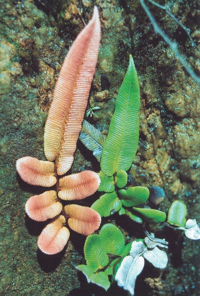 an orange and green plant up close