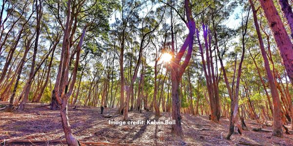 Sunlight glimpsing through the woodland