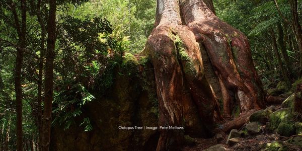 An enormous eucapyptus tree with  4 large roots growing over a boulder