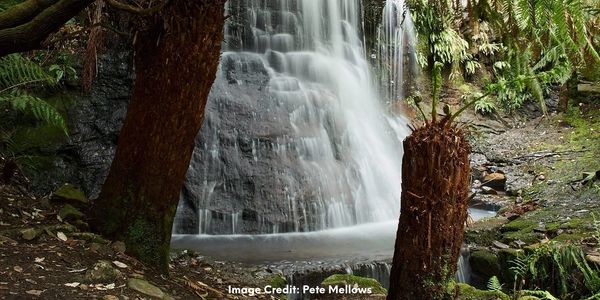 a waterfall into a serene pool at the bottom. image is framed by two ferns.