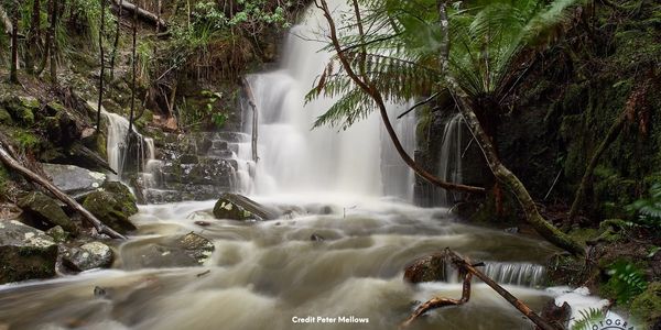 Waterfalls cascading into a pool , surrounded by mossy rocks and a fern tree leaning over the creek