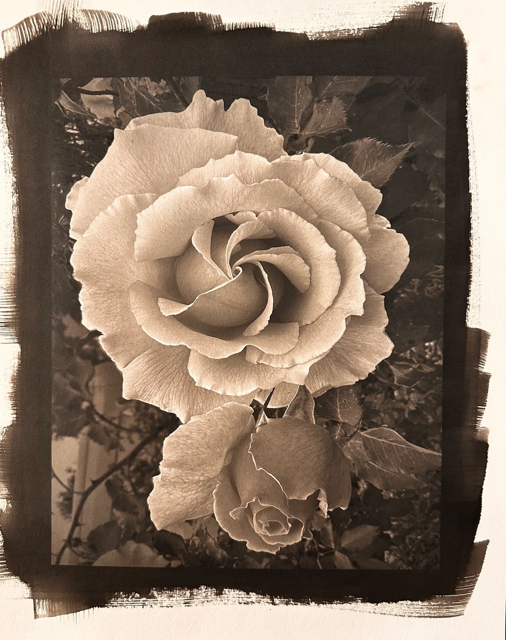 Rose, Shelter Island, San Diego
Platinum Palladium, 10" x 10"