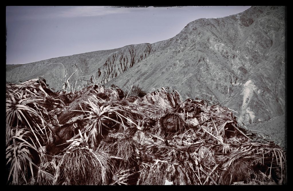 Palm Graveyard