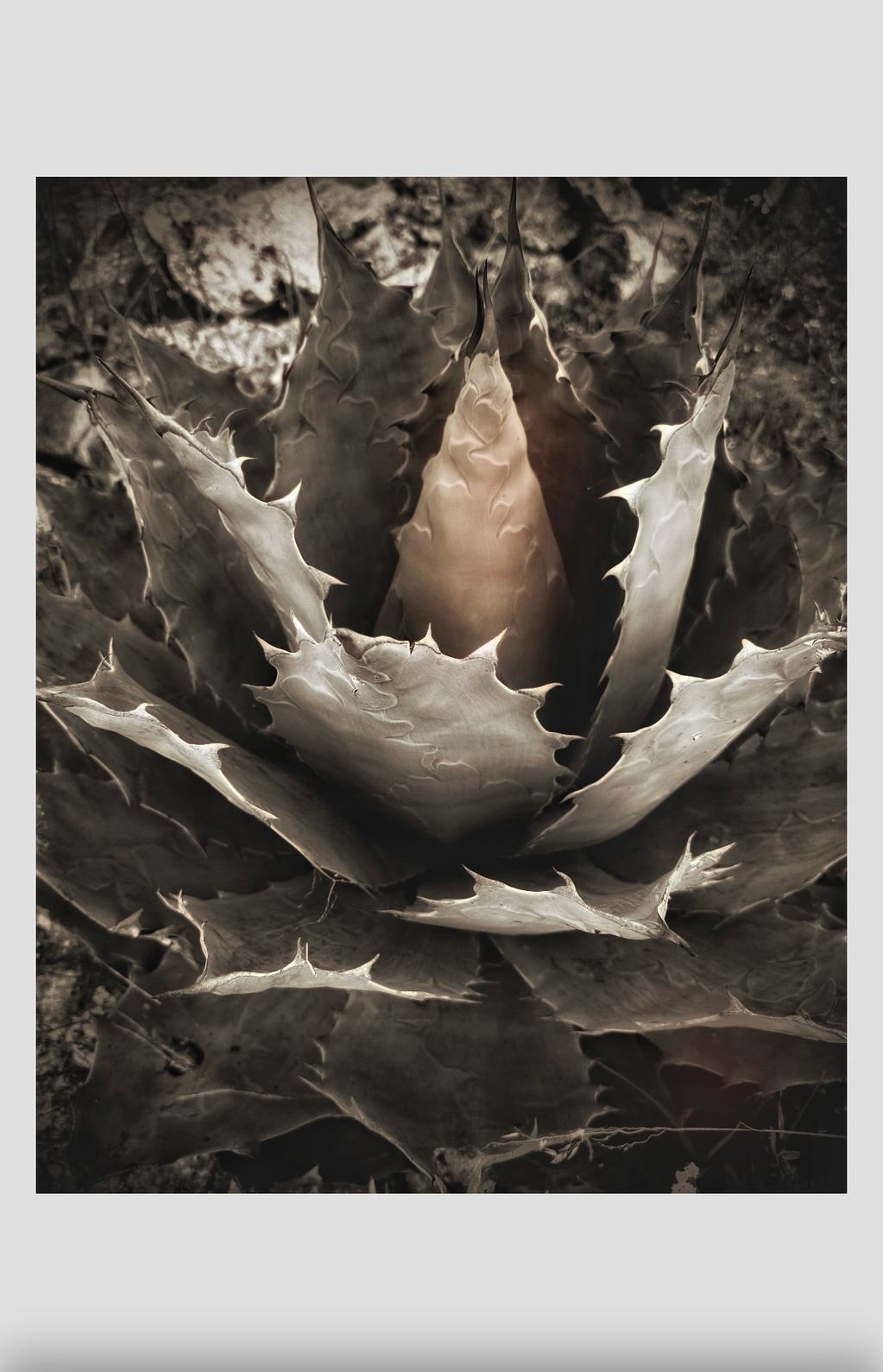 Cactus