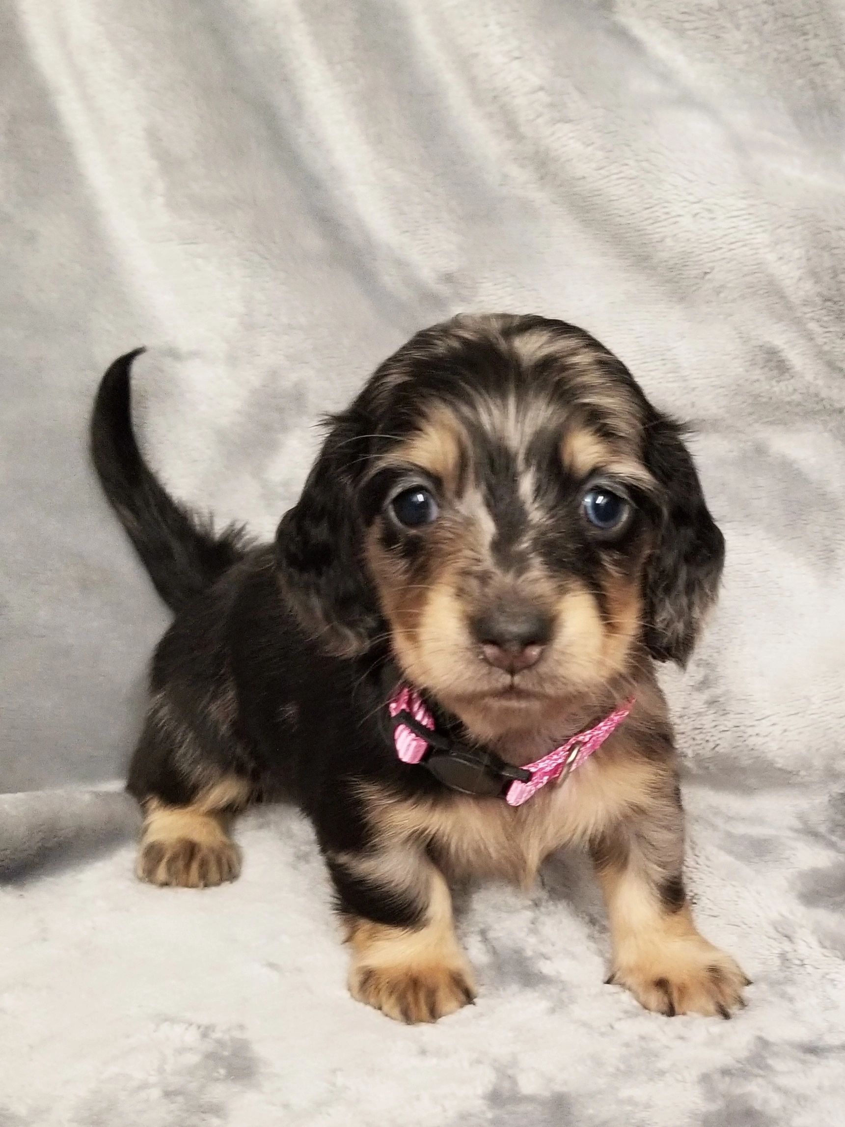 curly haired dachshund