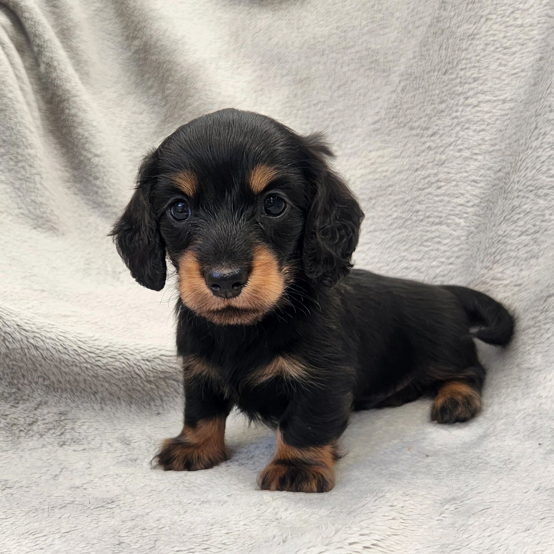 Adorable black and tan Dachshund puppy on a soft blanket.