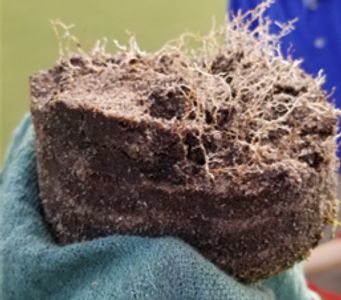 roots after nematicide application 