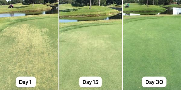 nematicide treatment on golf green with Nematode Control